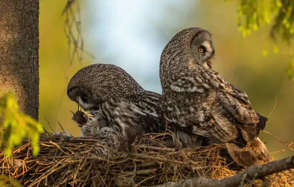 Look, birds, nature, tree, branch, mouse, socket, pair