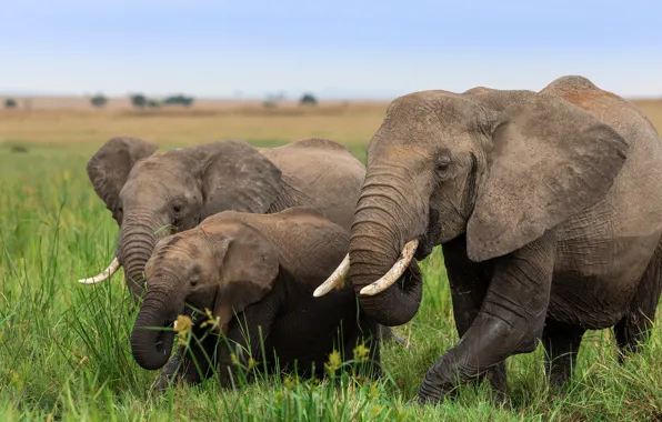 Grass, elephant, family, Savannah, three, Africa, walk, elephants
