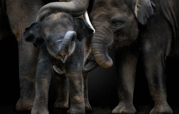 Elephant, baby, father, elephants, trio, care, cub, trunk