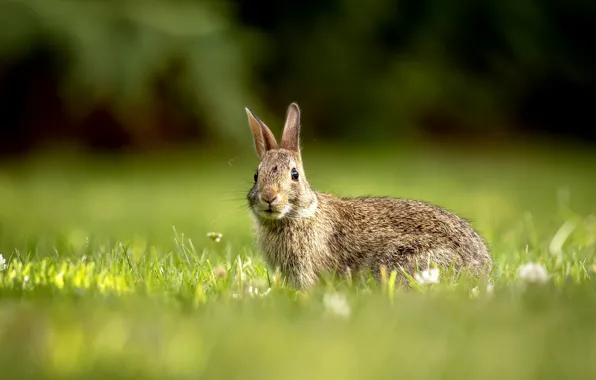 Grass, hare, bokeh
