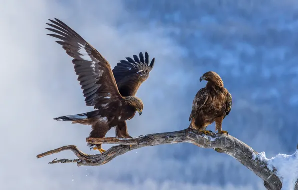 Winter, snow, birds, nature, eagle, two, wings, branch