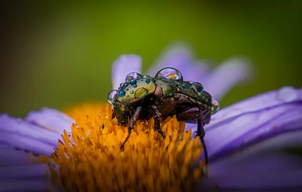 Macro, Reflection, Flower, Rosa, Beetle, Insect, Water drops, Golden bronze