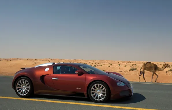 Picture desert, camel, veyron, bugatti, Bugatti, Burgundy, Veyron, hypercar