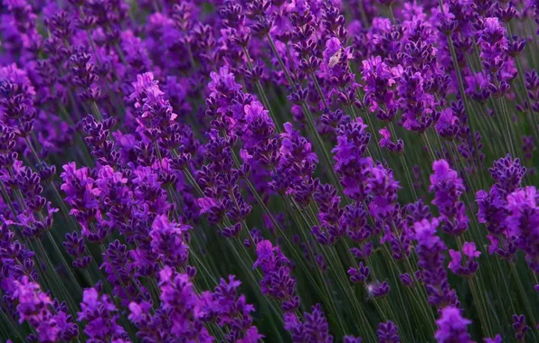 Picture flowers, nature, lavender, lilac