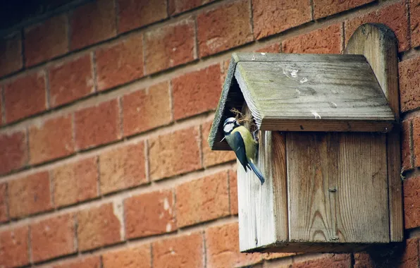 Picture wall, bird, nesting-box