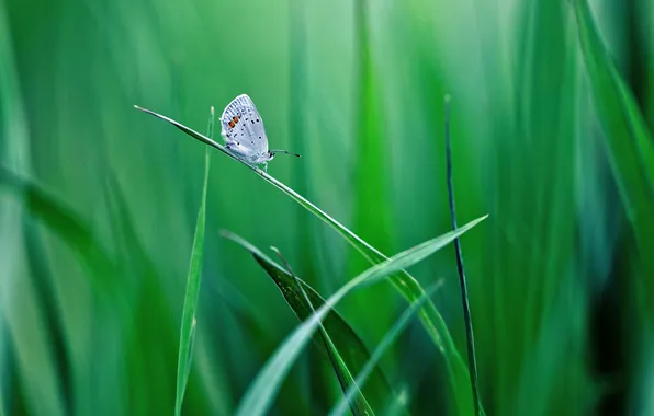 Greens, grass, leaves, butterfly, a blade of grass
