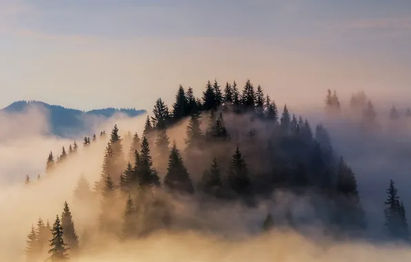 Picture forest, fog, Germany, Bayern, Alps