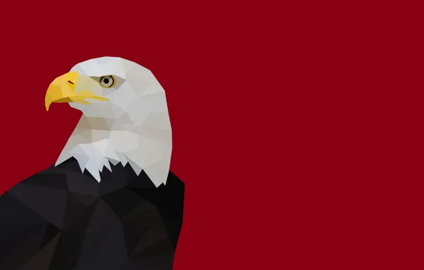 Picture abstraction, bird, beak, bald eagle
