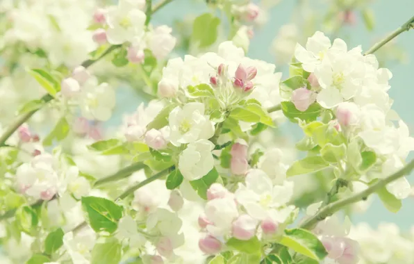 Leaves, flowers, branches, petals, Apple, 100%, flowers