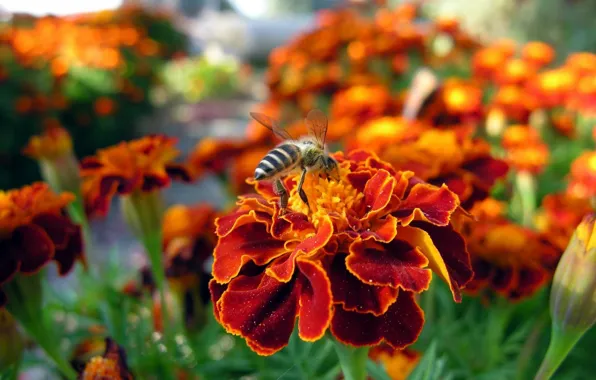 Flowers, bee, red