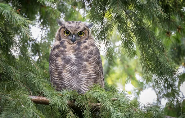 Nature, owl, bird, spruce