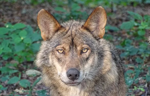Picture nature, predator, animal, wolf, wildlife, portrait, portrait., Canis lupus. face