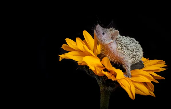 Flower, look, sunflower, baby, muzzle, hedgehog, black background, sitting