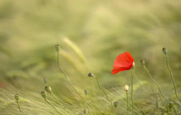 Field, flower, summer, red, Mac, rye, Maki, spikelets
