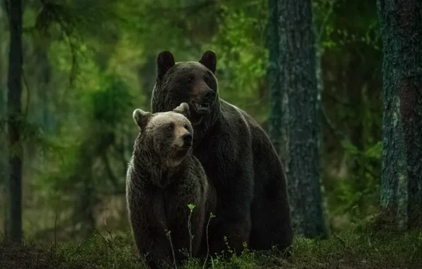 Picture forest, bears, bear, bear