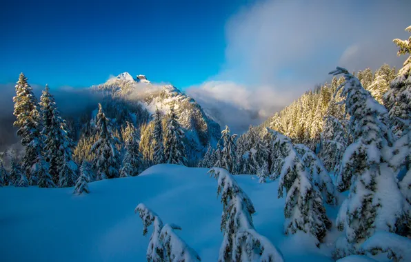 Winter, forest, snow, trees, mountains, ate, Canada, the snow