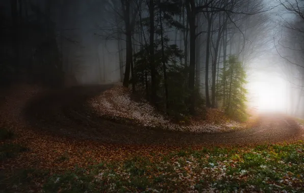 Picture road, autumn, forest, light, snow, trees, branches, fog