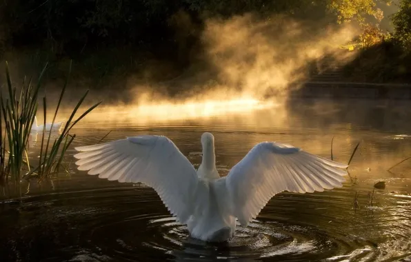 Picture WHITE, WINGS, LIGHT, FEATHERS, RAYS, LAKE, SWAN, FOG