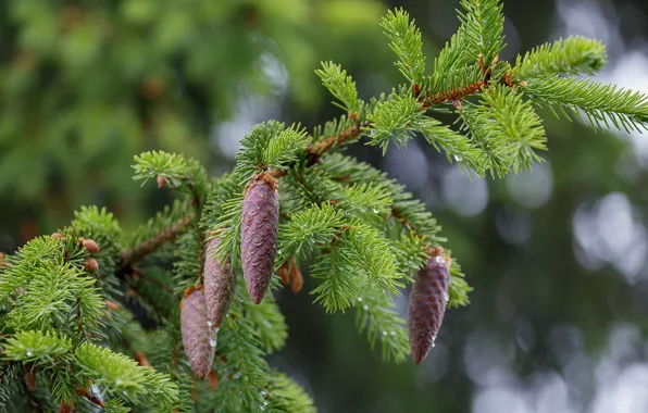 Needles, branch, green, bumps