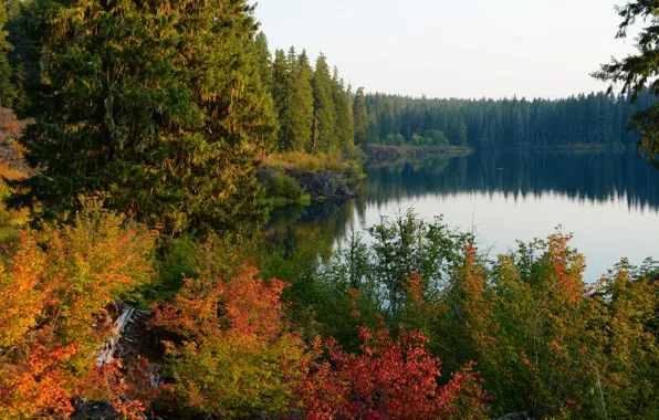 Autumn, forest, trees, lake, USA, Oregon, Clear Lake