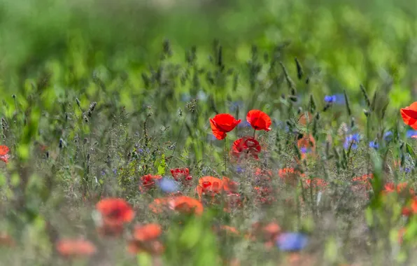 Greens, field, summer, flowers, nature, background, Mac, Maki