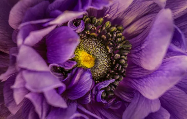Flower, purple, macro, flowers, close-up, petals, anemone, anemones