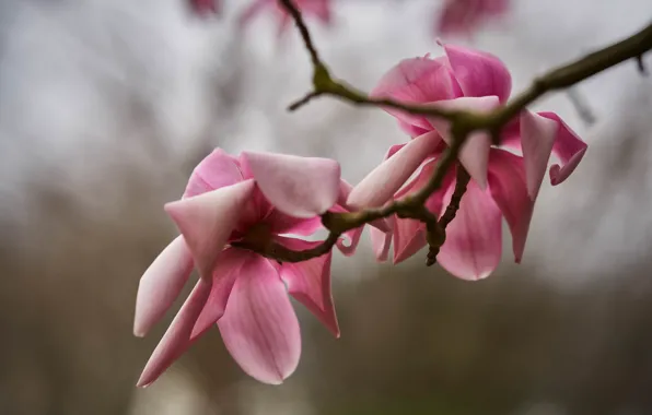 Flowers, branches, background, spring, flowering, bokeh, Magnolia