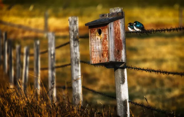 Birds, the fence, house