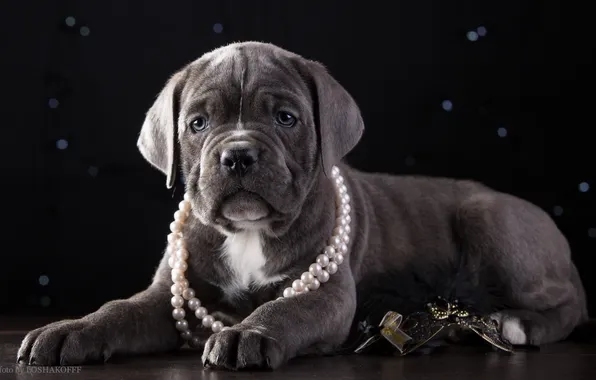 Picture necklace, puppy, handsome, cane Corso