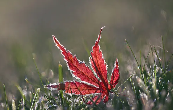 Frost, autumn, grass, macro, sheet
