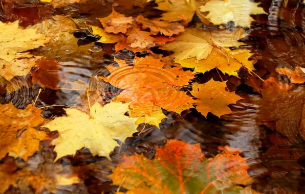 Autumn, leaves, water, maple