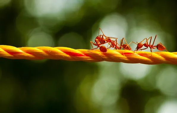 Macro, glare, ants, rope