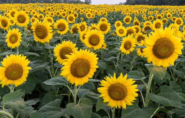 Summer, sunflowers, nature