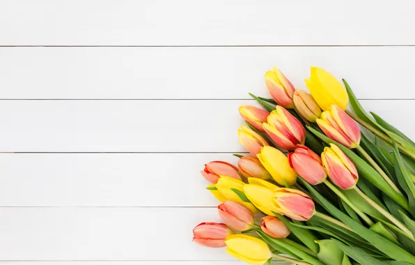 Picture white, yellow, background, bouquet, tulips, color, LAIMDOTA GRIVANE