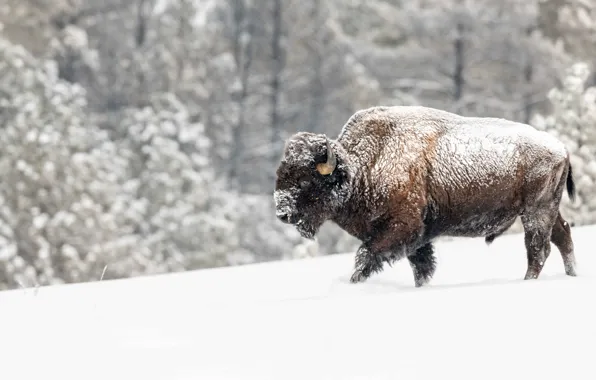 Winter, forest, snow, the snow, walk, snowfall, bull, Buffalo