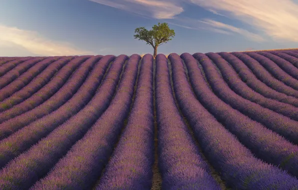 Tree, lavender, lavender field