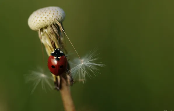 Macro, background, dandelion, ladybug, insect