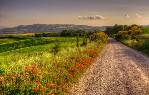 Road, greens, summer, grass, the sun, trees, flowers, field