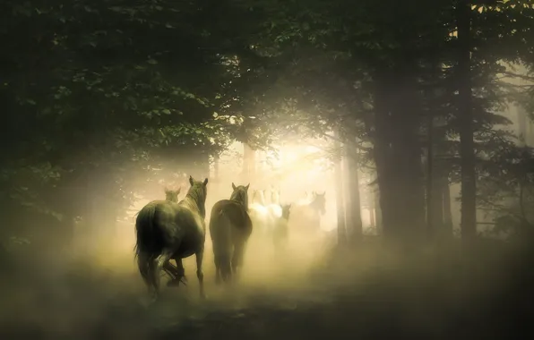 Forest, fog, dawn, horses, dust, morning, horse, haze