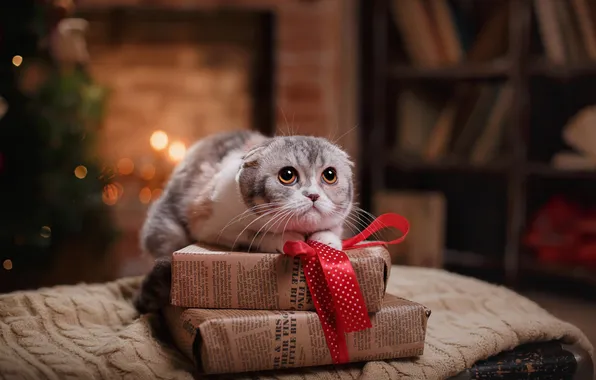 Cat, look, lights, pose, kitty, grey, room, books