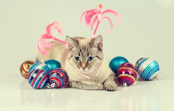 Picture cat, cat, balls, toys