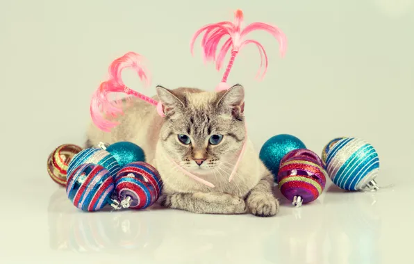 Picture cat, cat, balls, toy