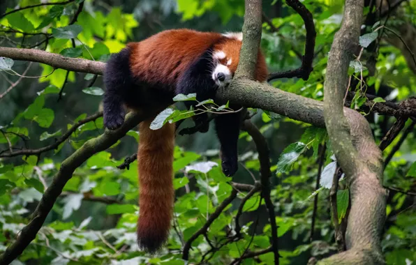 Picture greens, trees, branches, nature, pose, foliage, sleep, paws