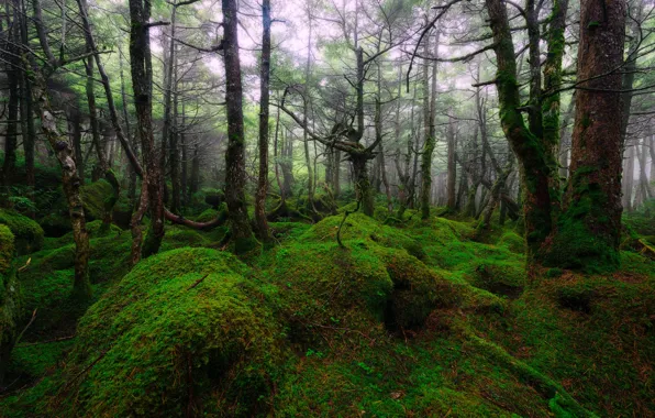 Picture greens, forest, trees, Asia, curves
