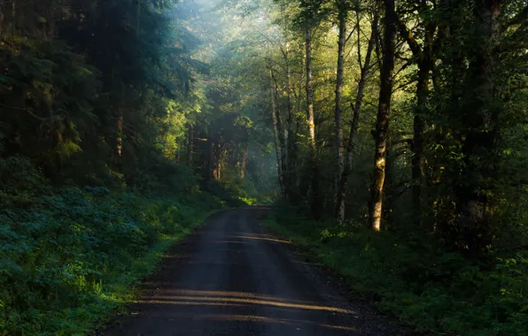 Picture road, forest, trees, morning