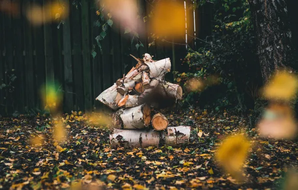 Autumn, leaves, branches, nature, the dark background, tree, foliage, the fence