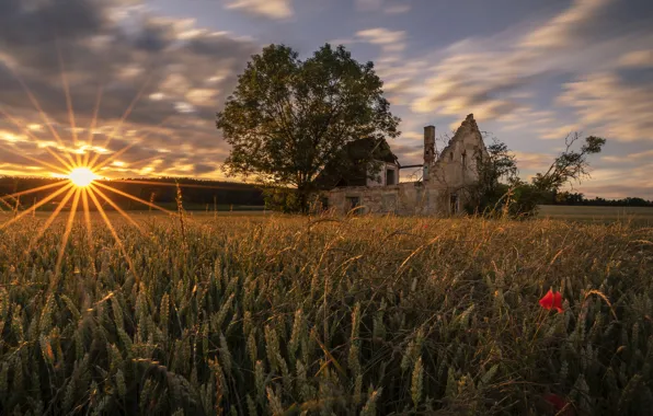 Field, sunset, house, tree, Maki, ears, ruins, destroyed