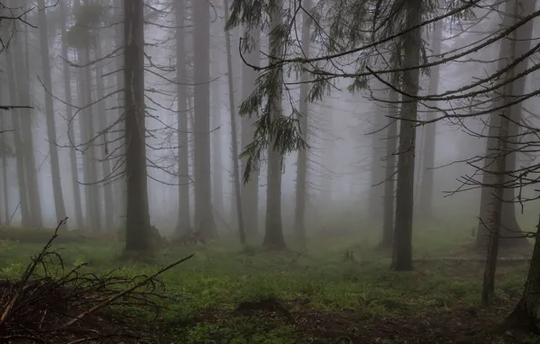 Forest, trees, nature, fog, Ukraine, Ukraine, Carpathians, Gorgan