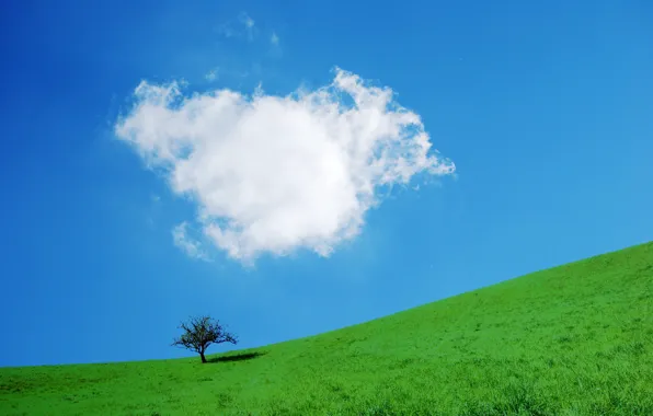 The sky, grass, tree, slope