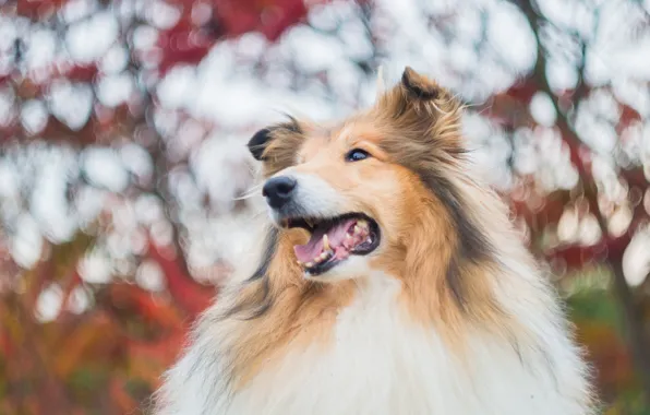 Face, portrait, dog, collie, sheltie